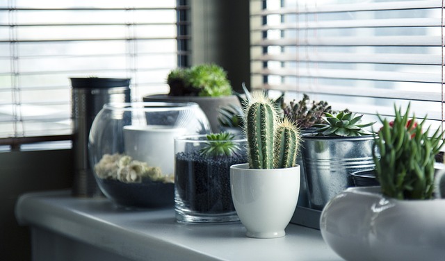 kaktusy pri okne.jpg