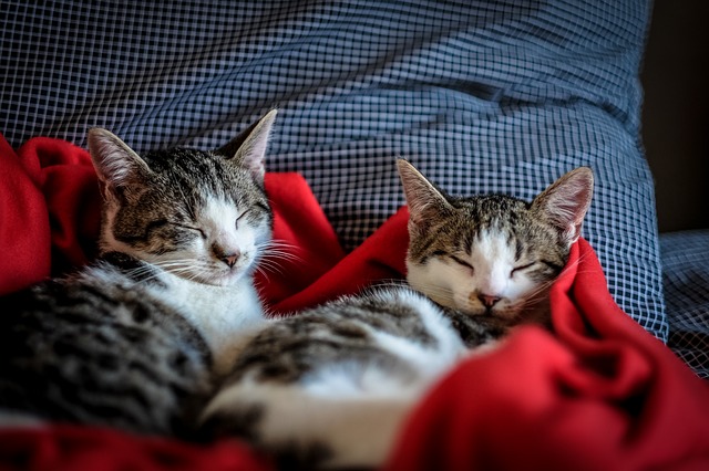 Mačičky v deke.jpg